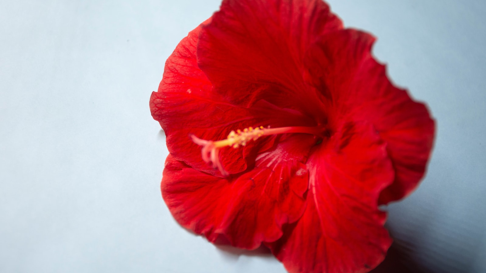 Expert Tips for Introducing Hibiscus Flowers into Your Chickens' Diet without Compromising Their Well-being