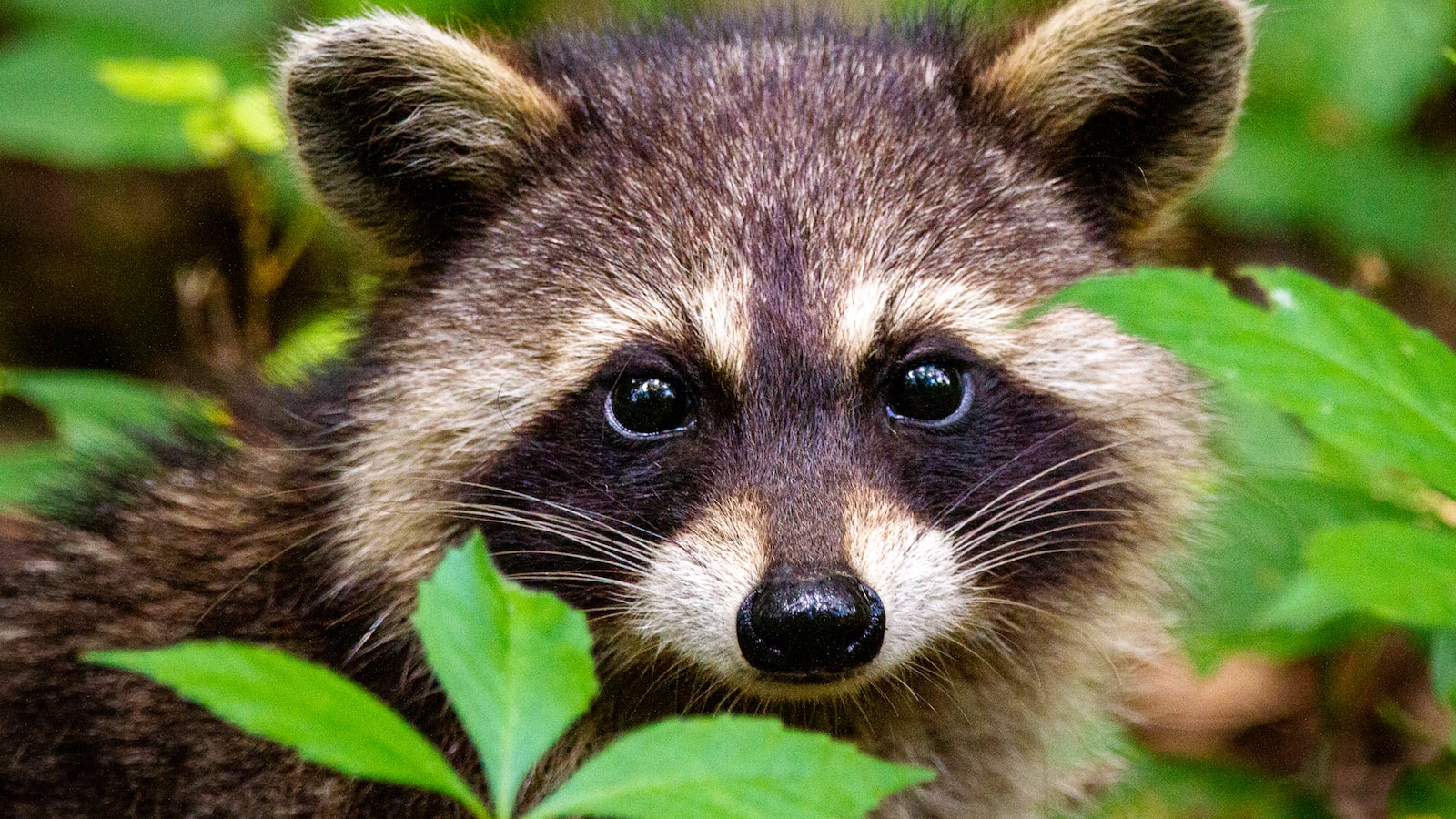 Curious About Raccoon's Diet? Discover if Raccoons Eat Sunflower Seeds in the Wild