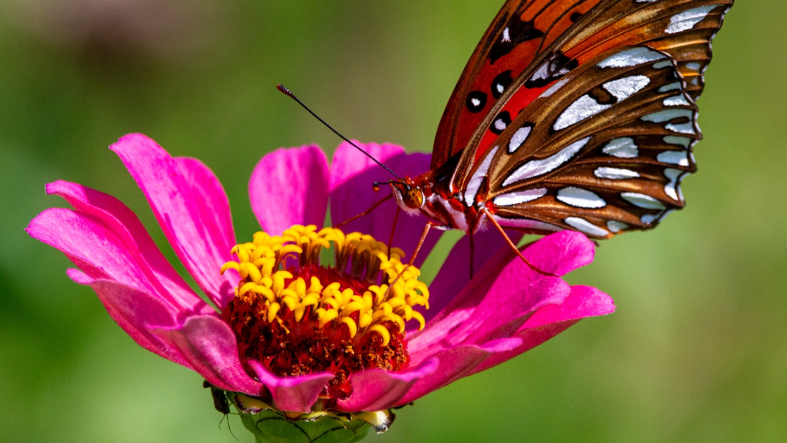 Incompatible Combinations: Zinnia Pairings that Hinder Growth and Attract Pests