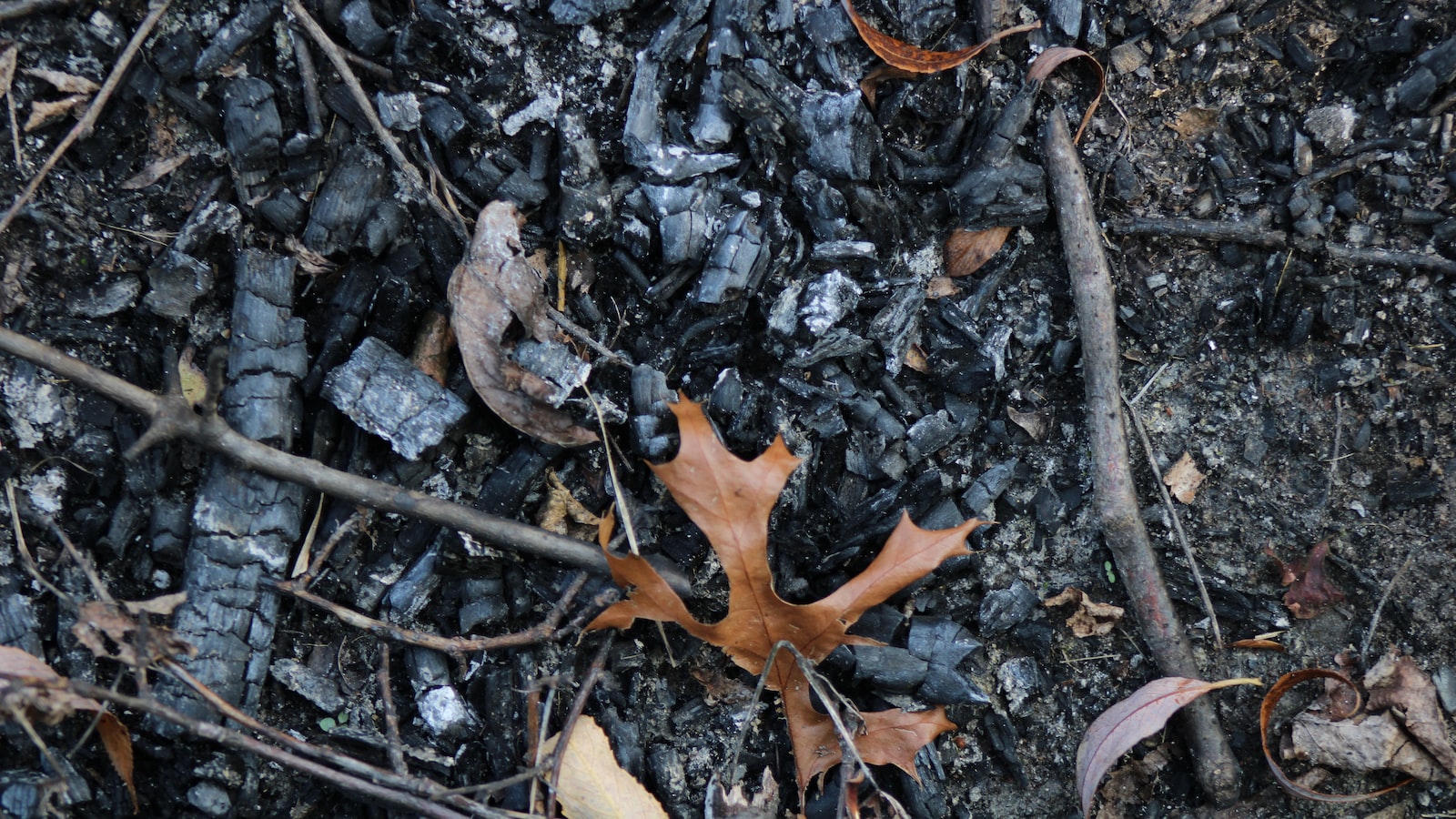 Ashes from Cigarettes: A Potential Benefit for Plant Growth