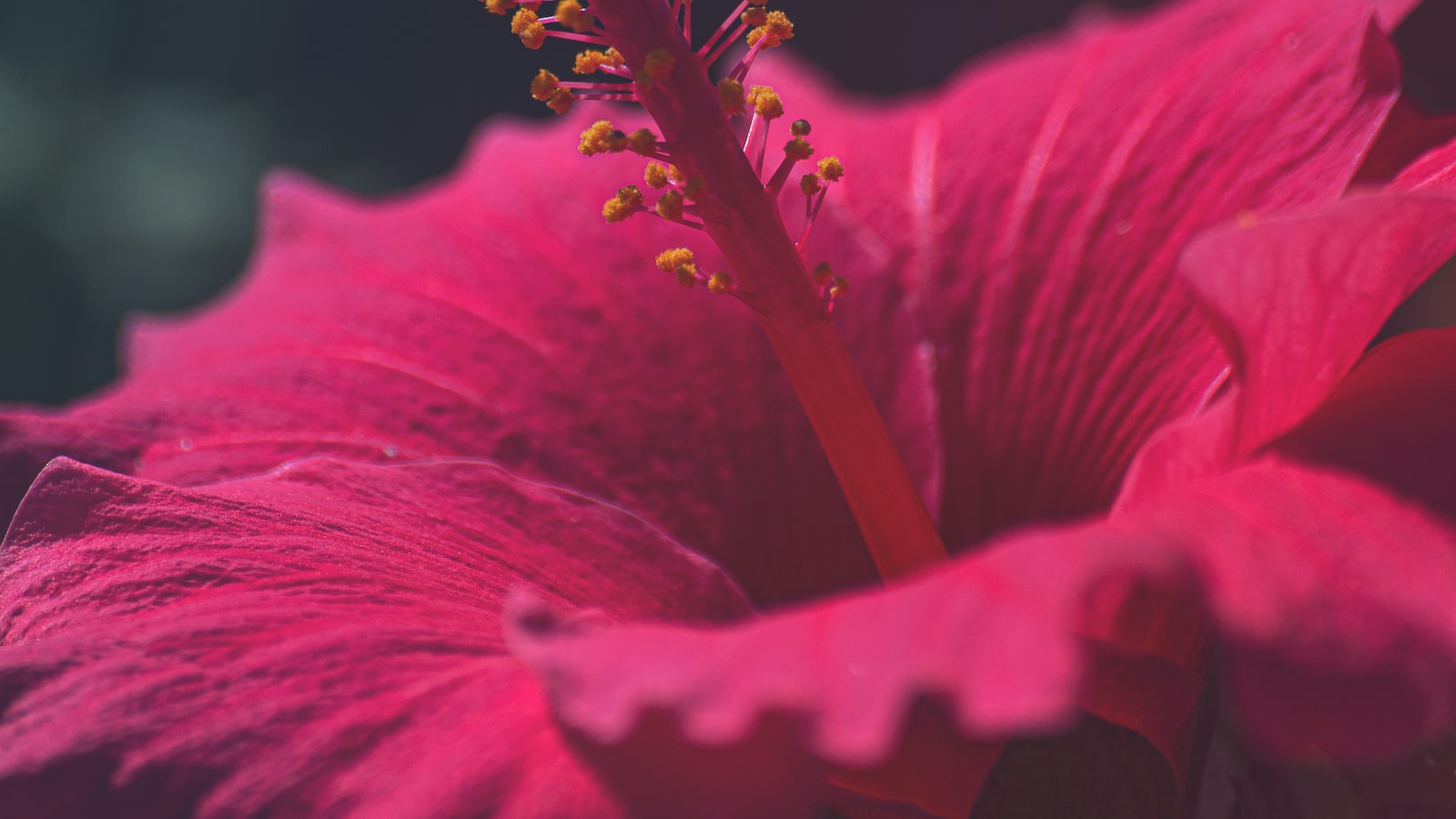 Expert Recommendations on Incorporating ⁣Hibiscus Flowers into a Guinea Pig's Balanced Diet