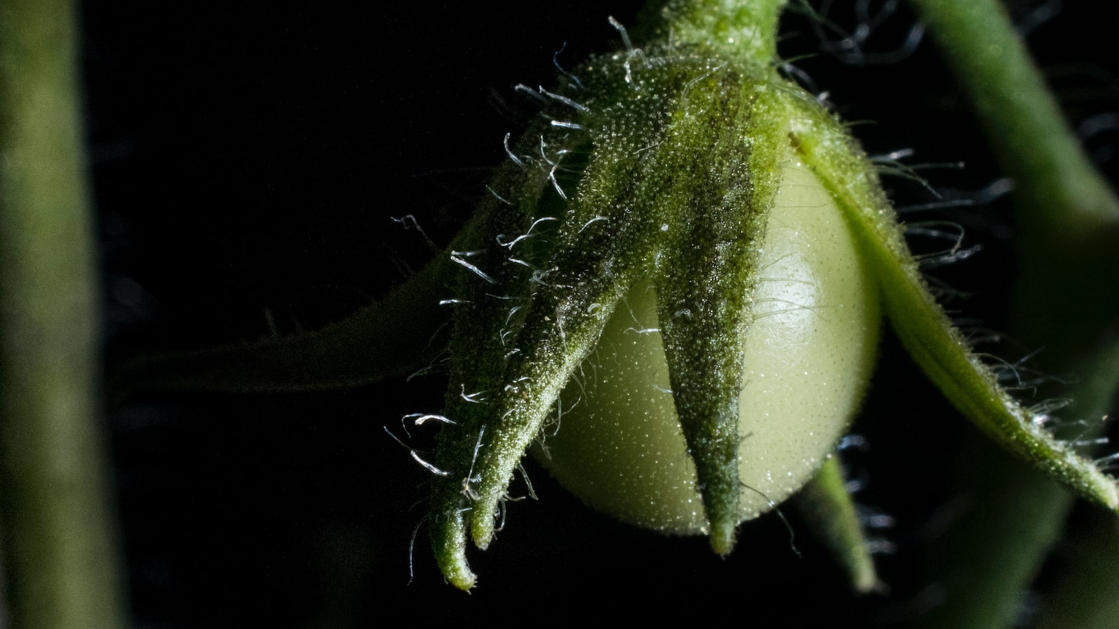 Understanding the Possible Causes Behind Tomato Plant Leaf Blackening