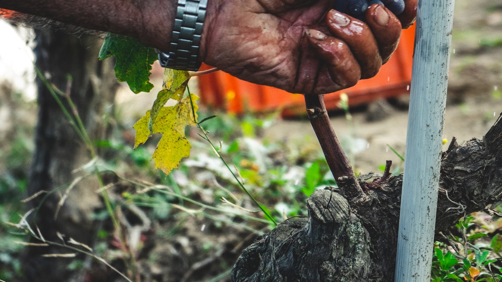 Harvesting Quenepas from Seed: Maximizing Yield and Enjoying Fresh Fruits