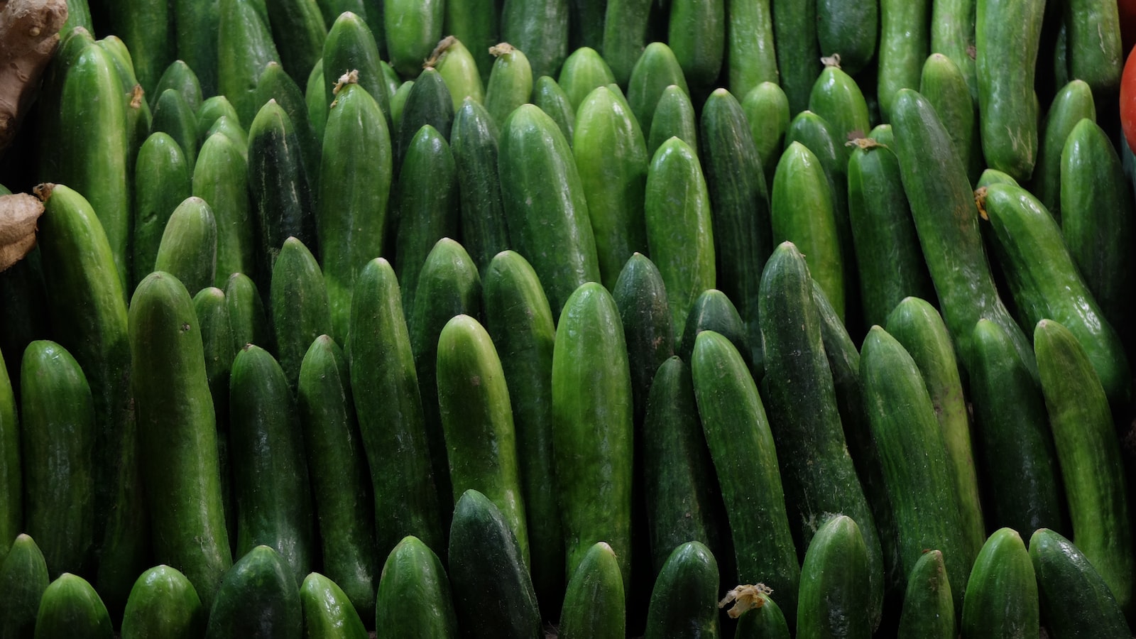 Optimal Cucumber Planting Techniques for South Texas Soil and Climate