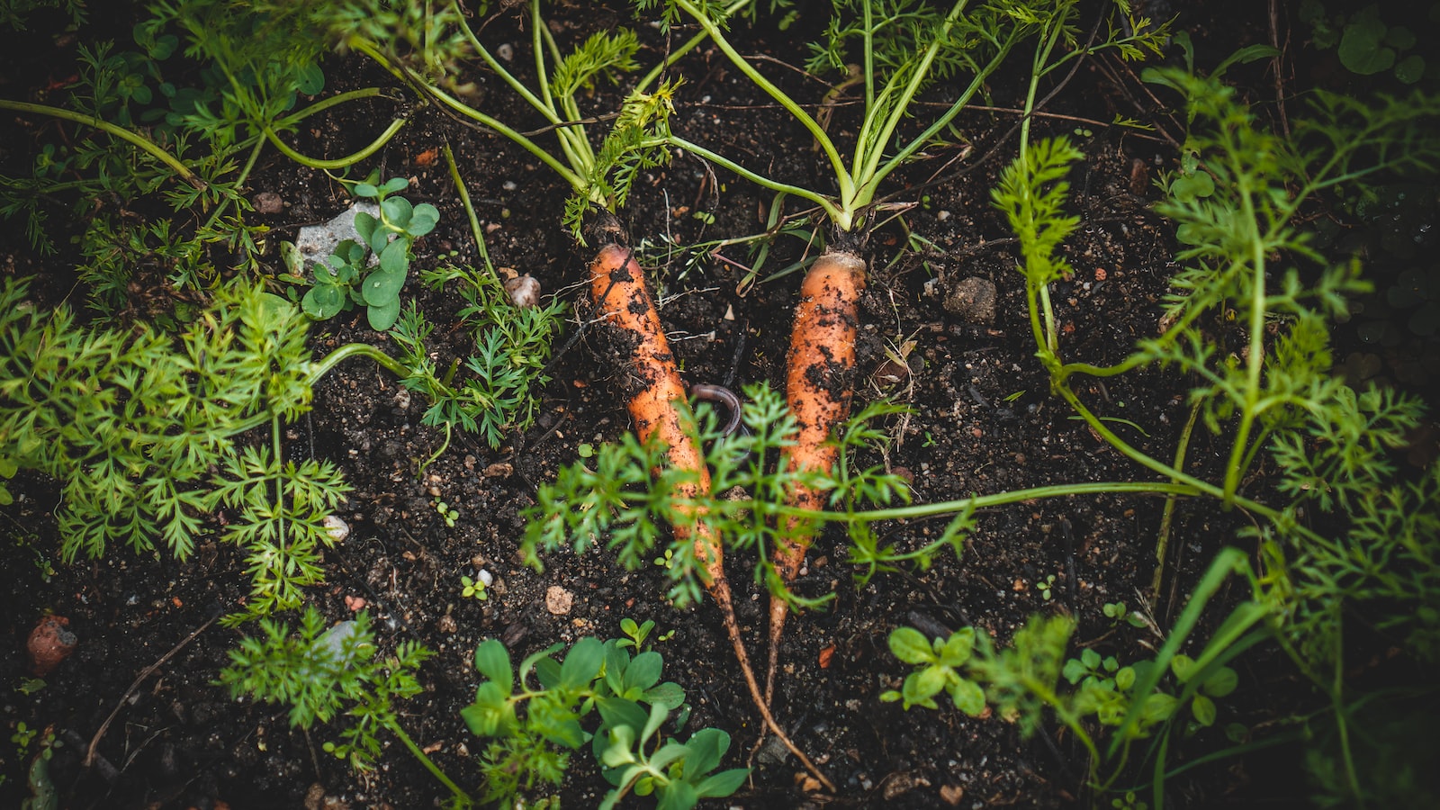 Harvesting Fairy Tale Eggplants: Best Practices for Optimal Flavor and Texture