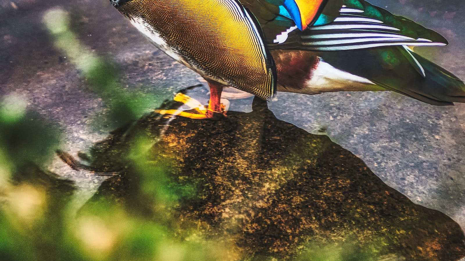 Shooing the Feathered Freeloaders: Proven Techniques to Discourage Birds from⁢ Settling in Trees⁤ After Dark