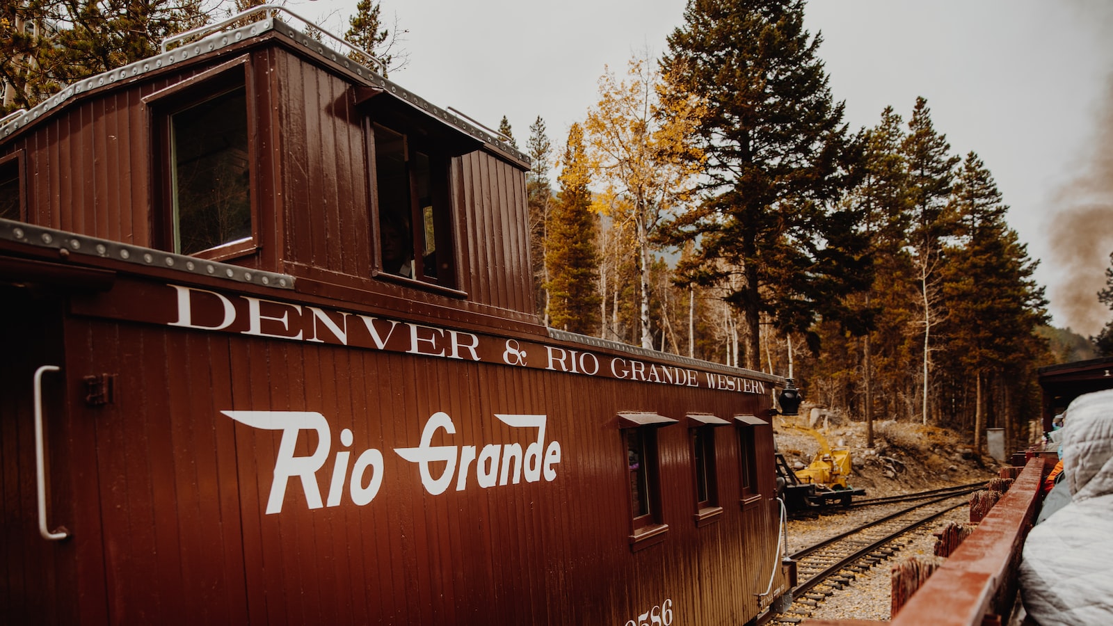 Unveiling Colorado's Iconic Conifers: A Closer Look at Pine, Fir, and Spruce Trees