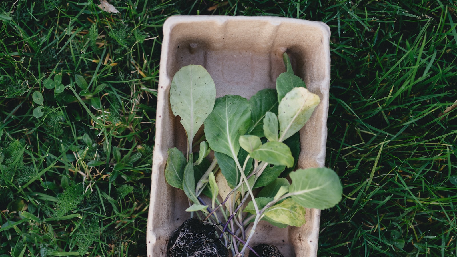 Exploring the Biodegradability of Cherry Pits and ‌their⁣ Role in Composting