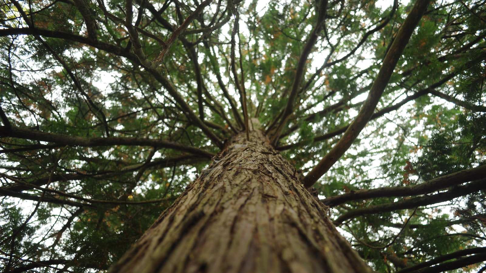 Examining The Role of Bark in Tree's Vitality and Potential Remedies