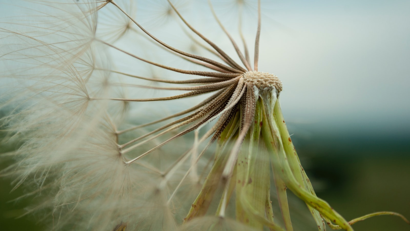 Exploring​ the Ubiquitous Dandelion: Unlocking the Mystery of its Abundance