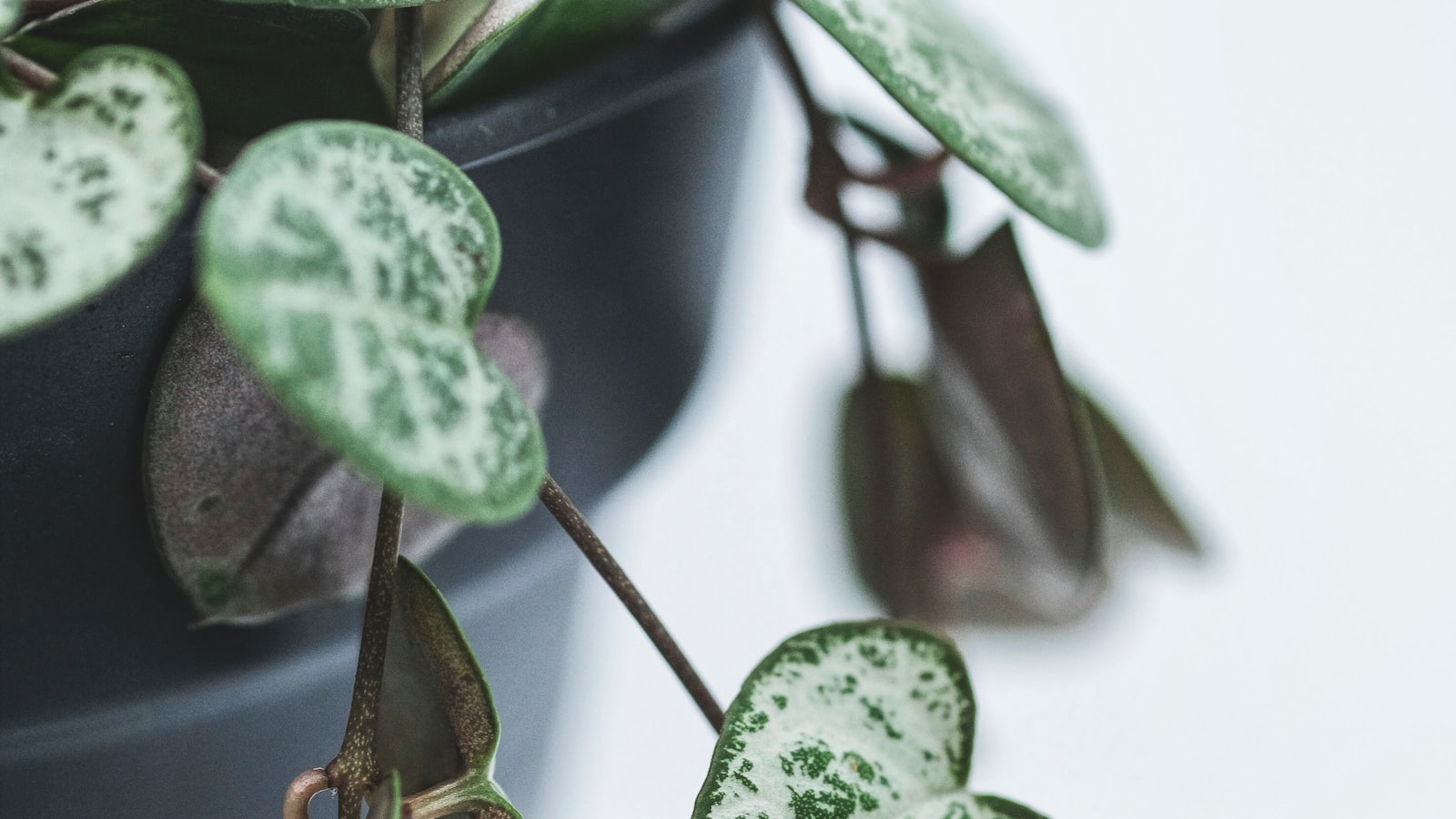 Top Recommendations for Indoor Plants that can Easily Transition to Outdoor Environment