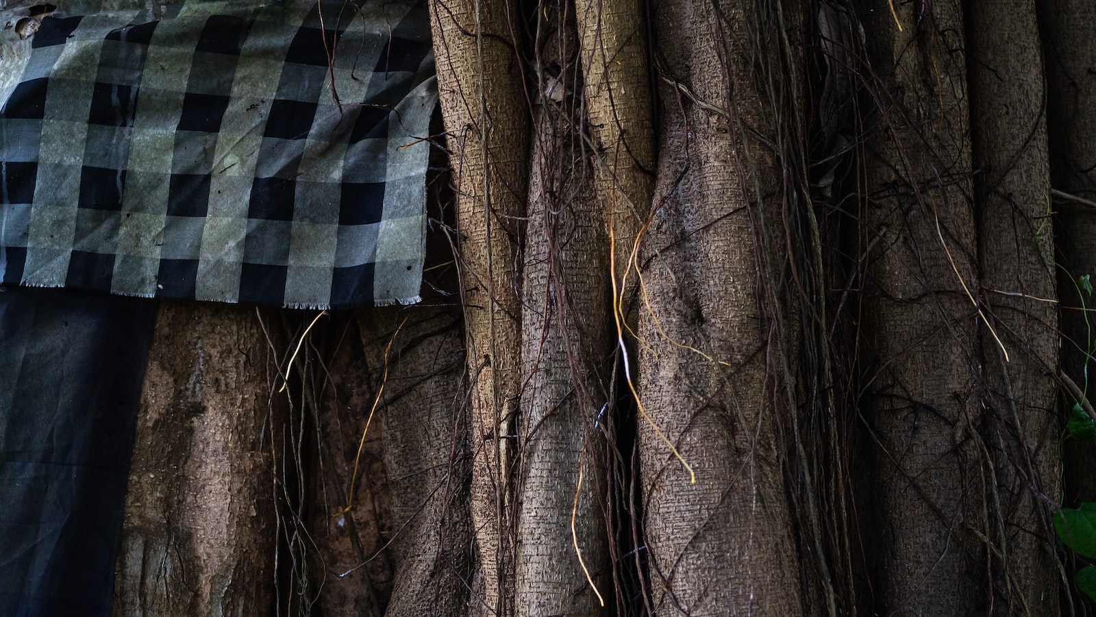 Unveiling the Fascinating Habitat Requirements of Banyan Trees in California