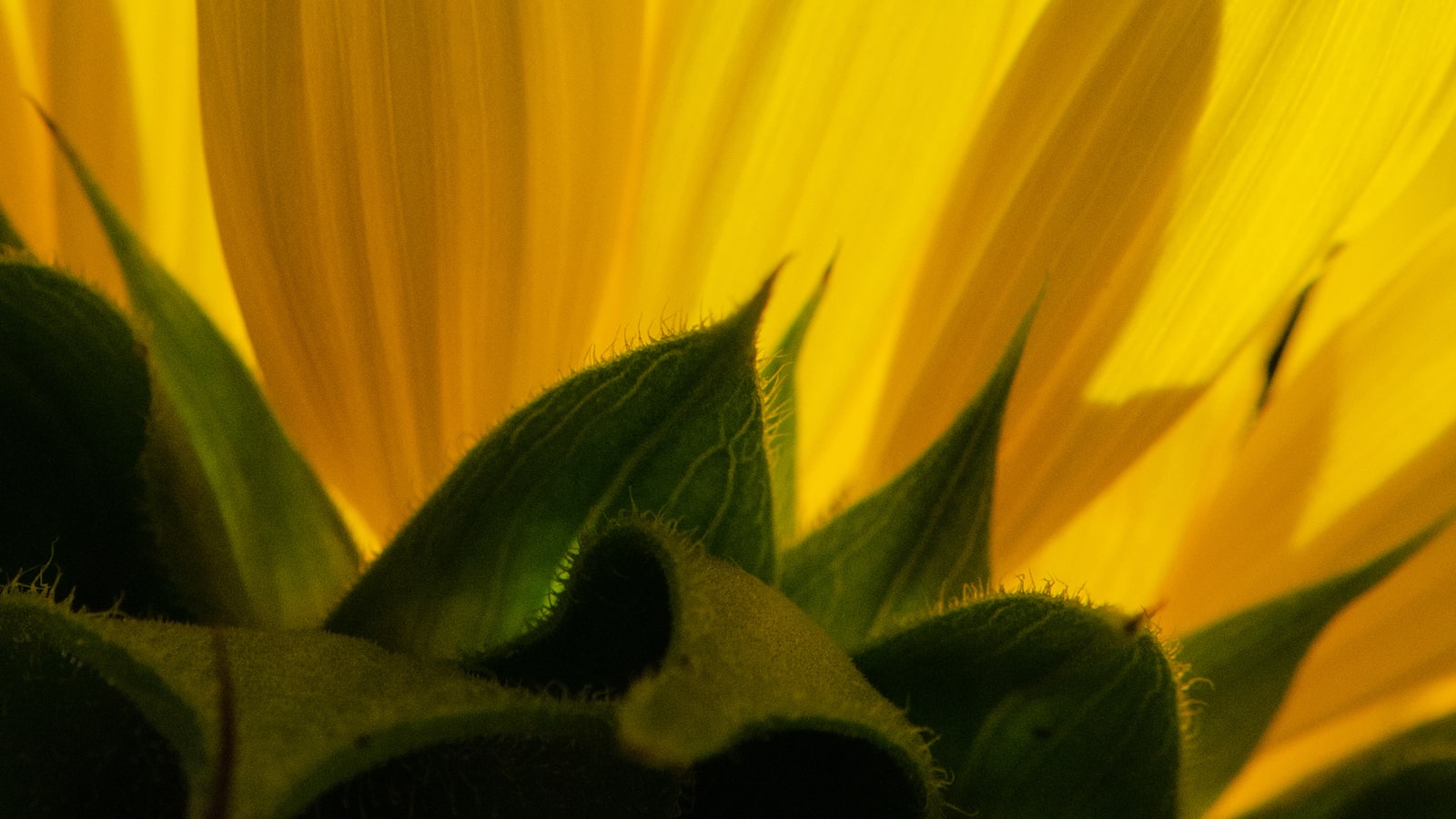 The⁢ Sunflower's Daily Rhythm: Understanding its Nighttime Behavior