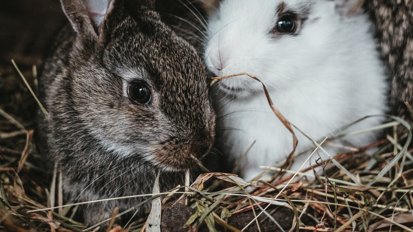 Exploring the Potential Benefits and Risks of Feeding Rabbits Pepper Seeds