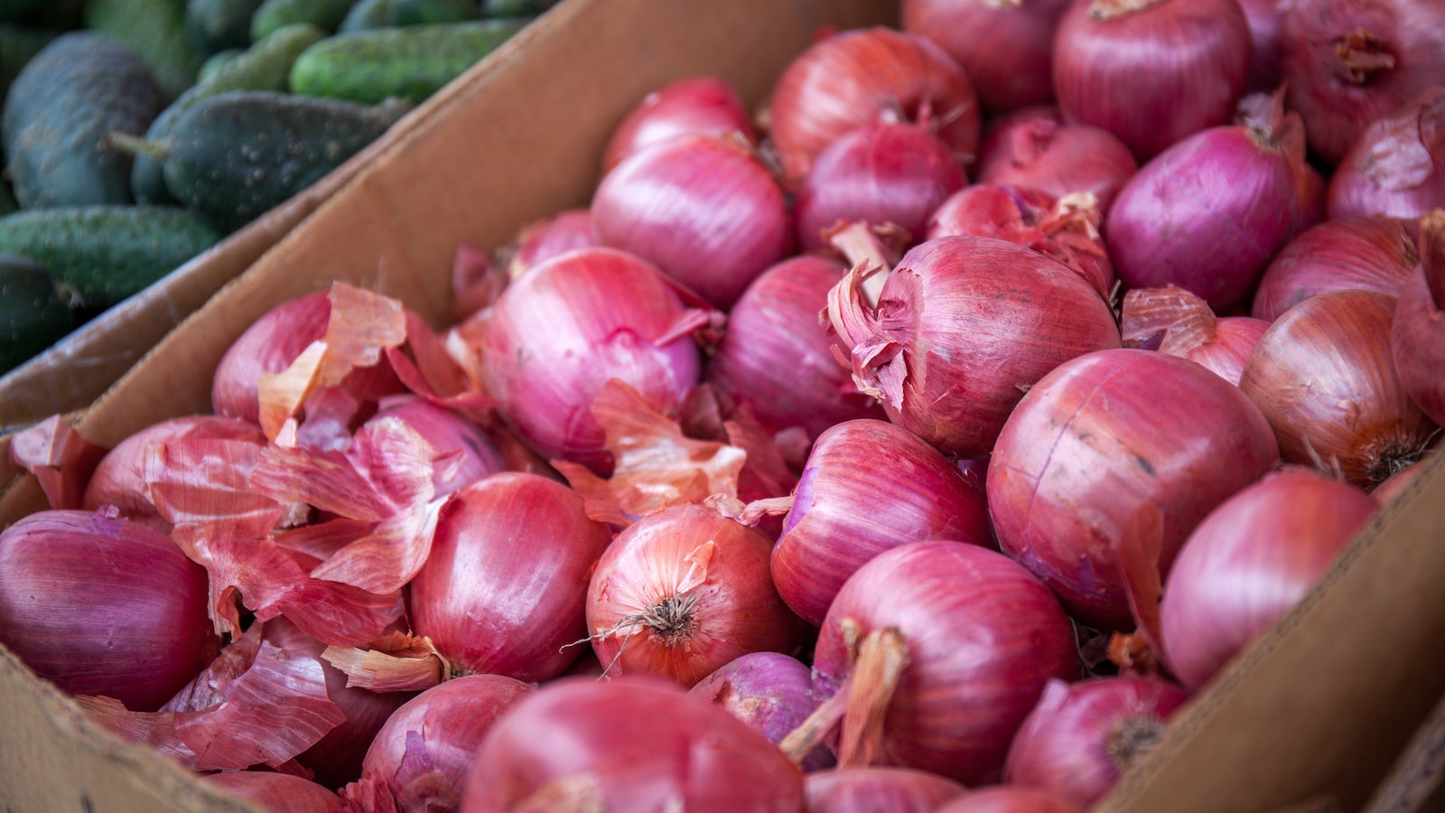 Understanding the Relationship Between Onion Yield and Plant Spacing