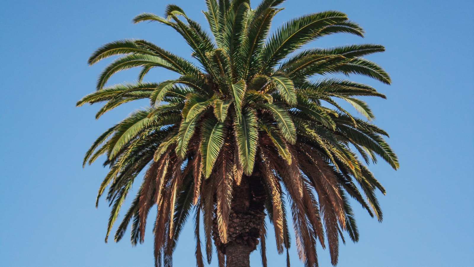 Methods for Digging up a Palm Tree: Pros and Cons