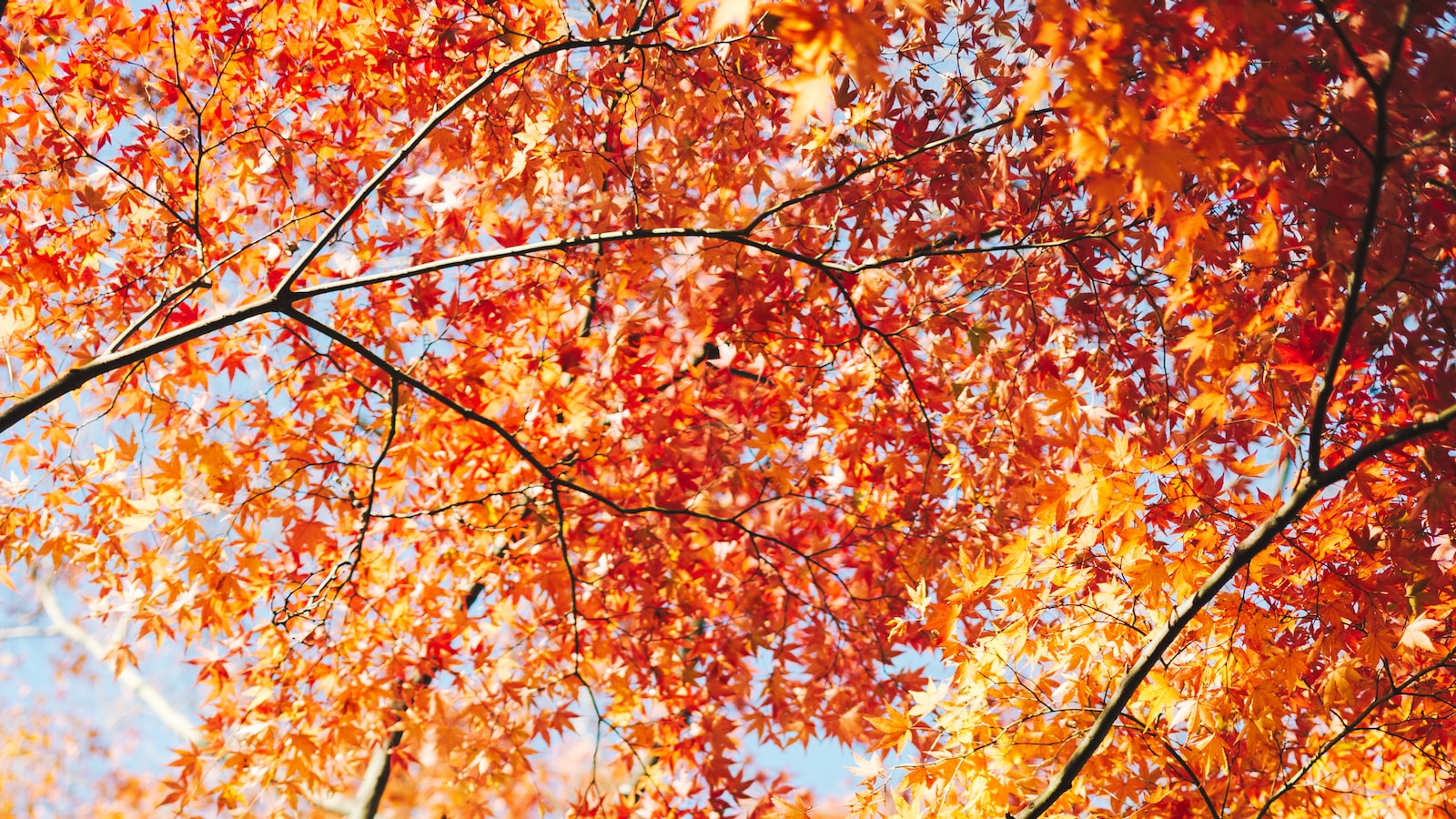 Factors to Consider Before Transplanting Your Maple Tree