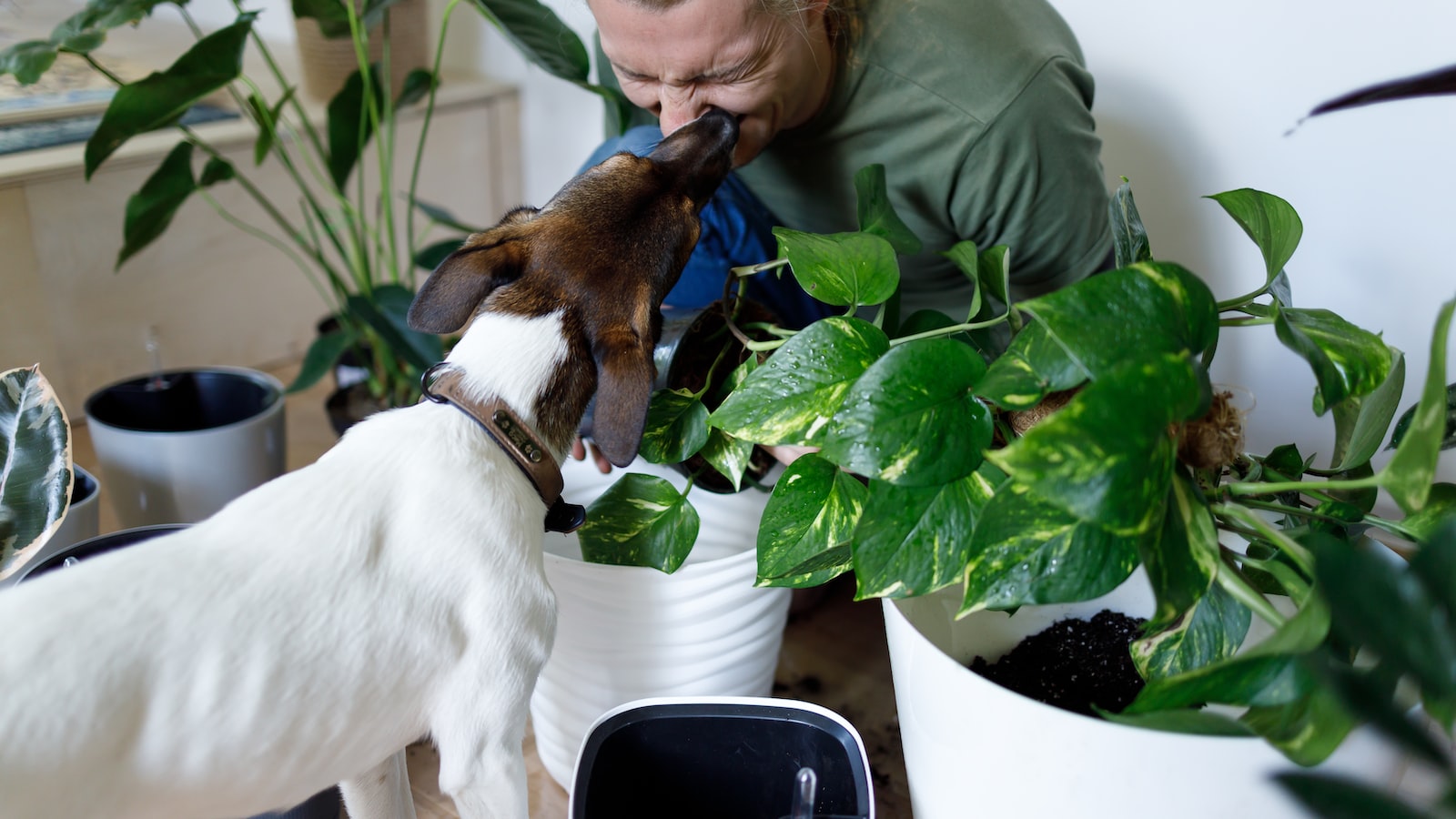 3. Optimal Planting Depth for Peppers: Guidelines for Ensuring Successful Growth and Yield