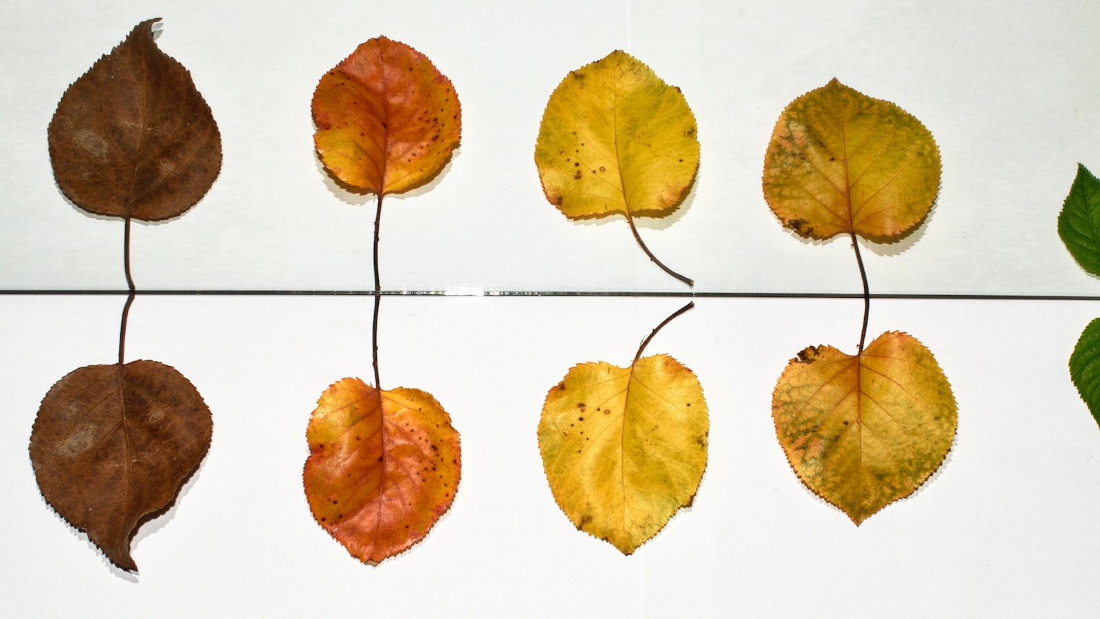 Bringing Vibrancy to New Projects: Creative Ways to Recolor Old Dyed Mulch