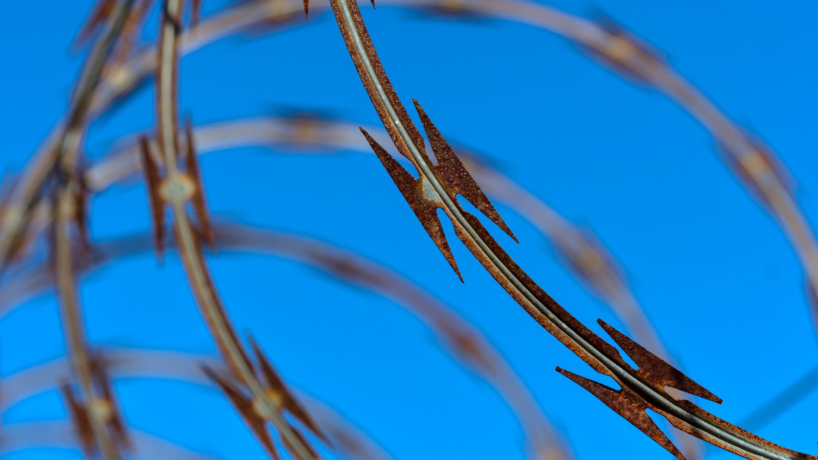 Practical Tips for Tick Control: Utilizing Cedar Mulch in Your Yard