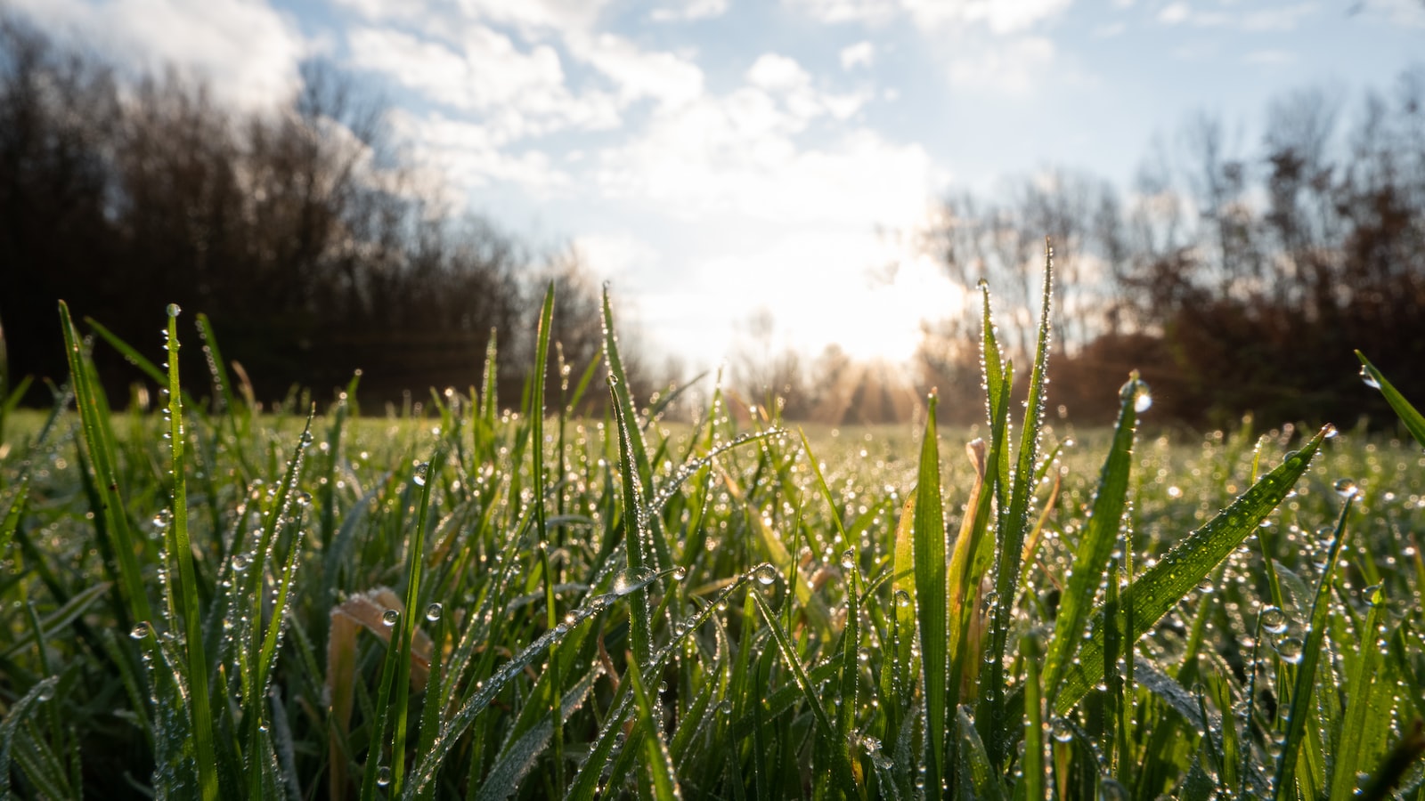 The Role of Dew in Weed Control: Exploring the Science Behind it