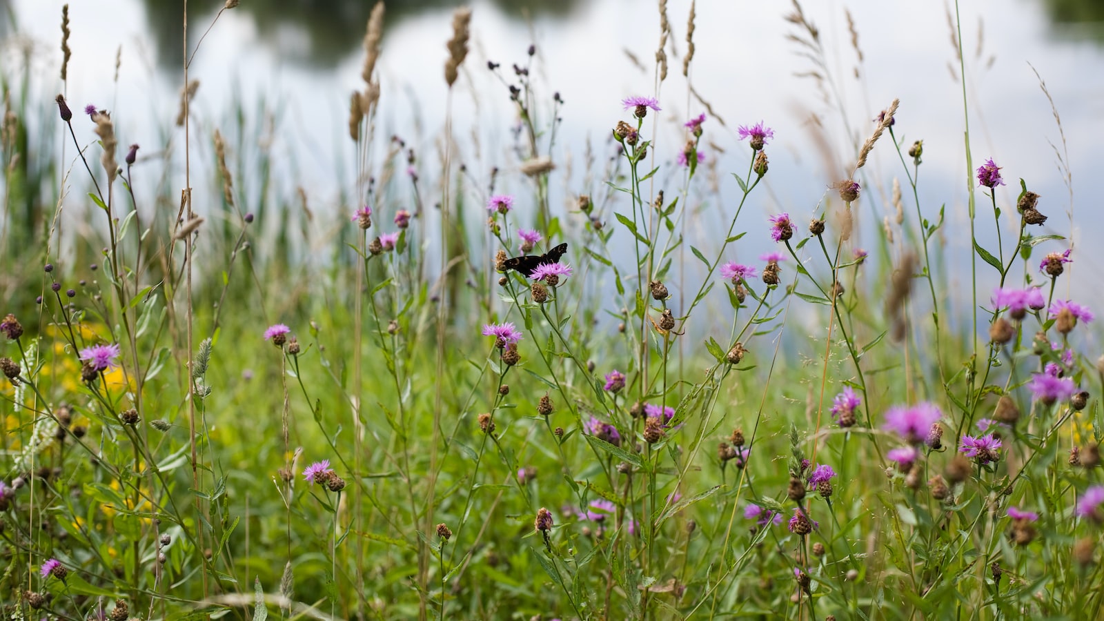 Recommendations for ⁢Successful Clover Cultivation⁤ under Pine Trees