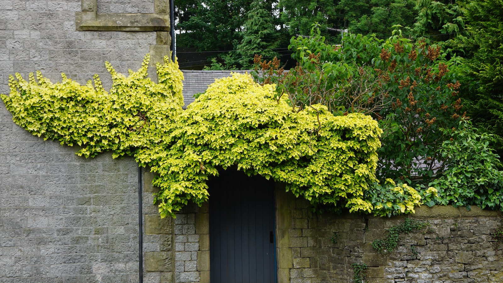 Understanding the Ligustrum Shrub: A Guide to Pruning Techniques