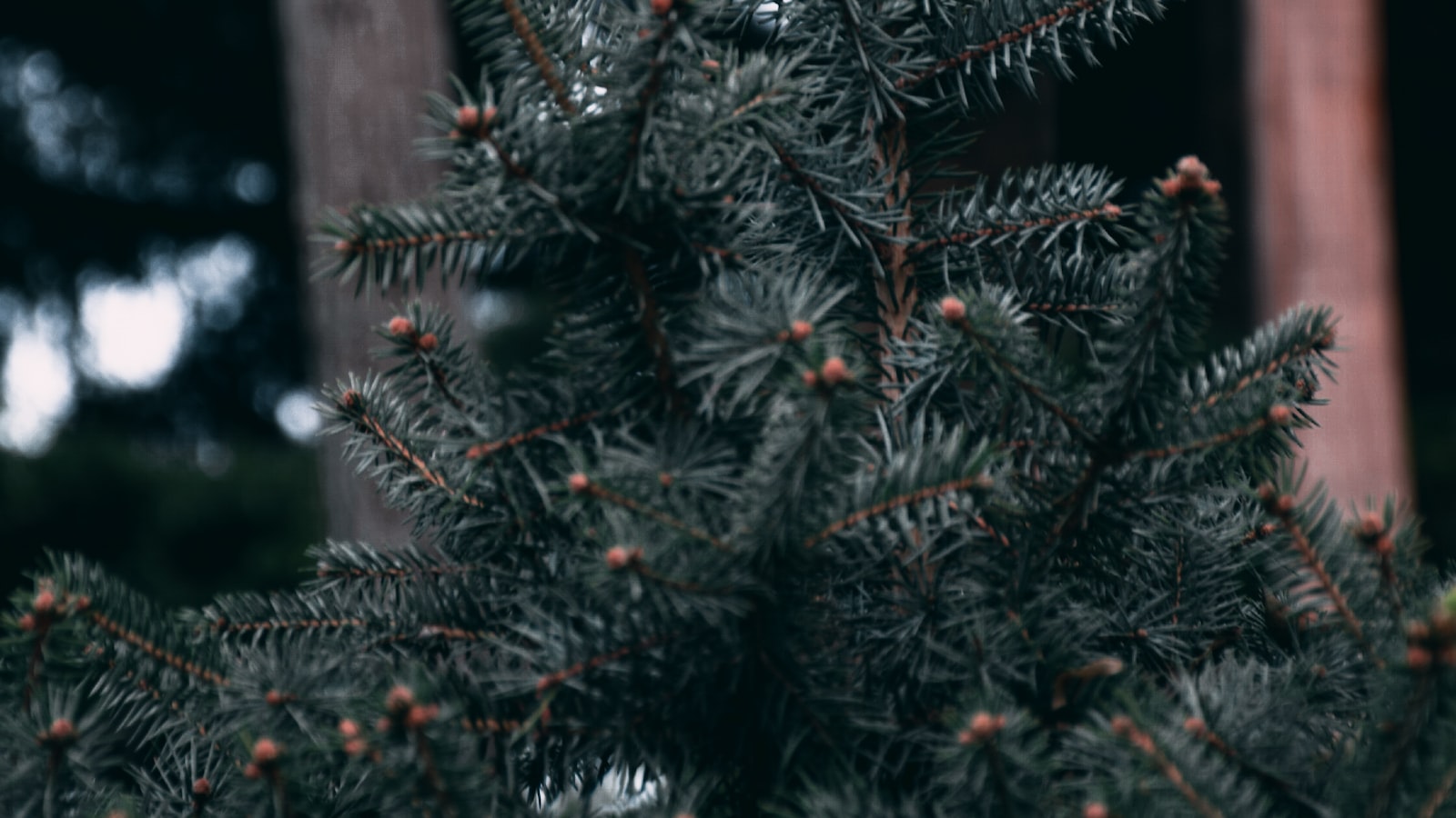 Pine Trees: Unraveling the Mystery of Flowering Plants