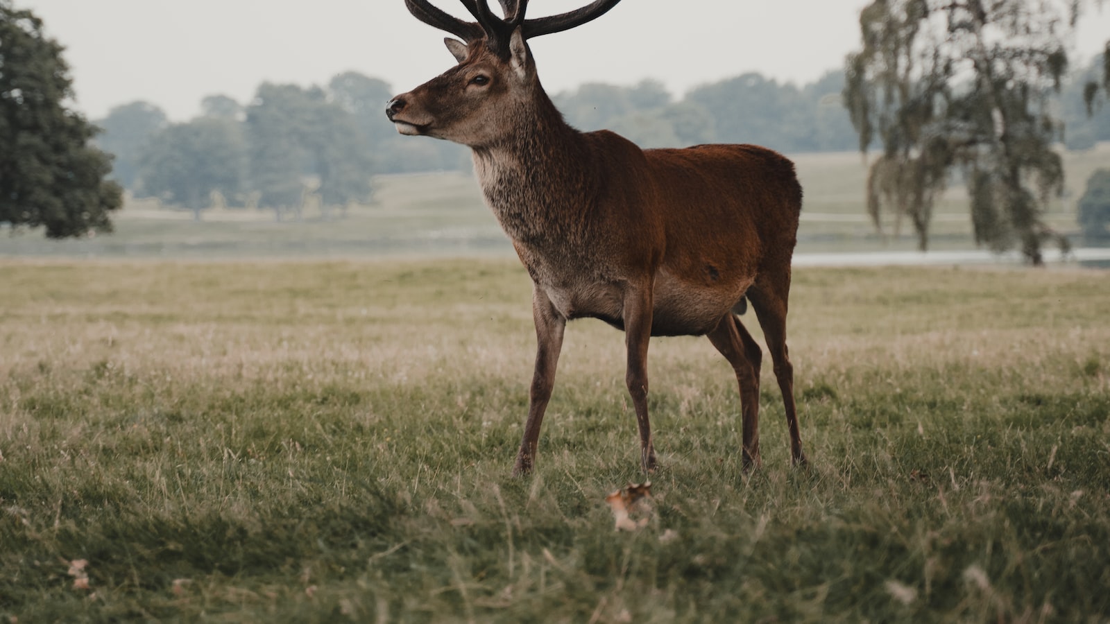 Unveiling the Deer's Potential Interest in Rhubarb Plants