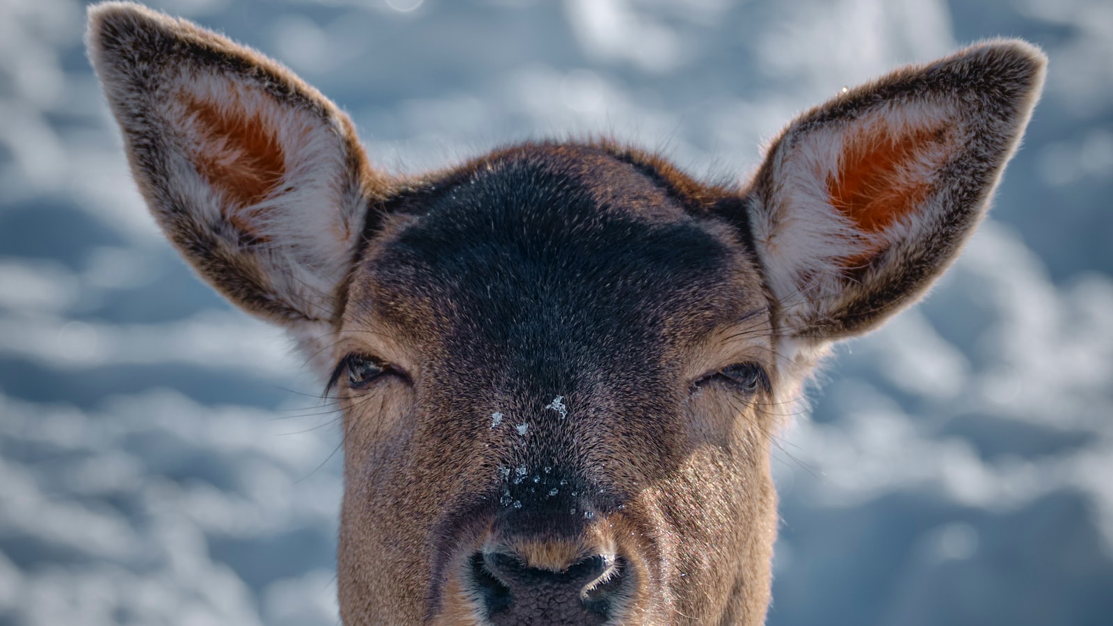 Deer and Watermelon Plants: Exploring Their Relationship