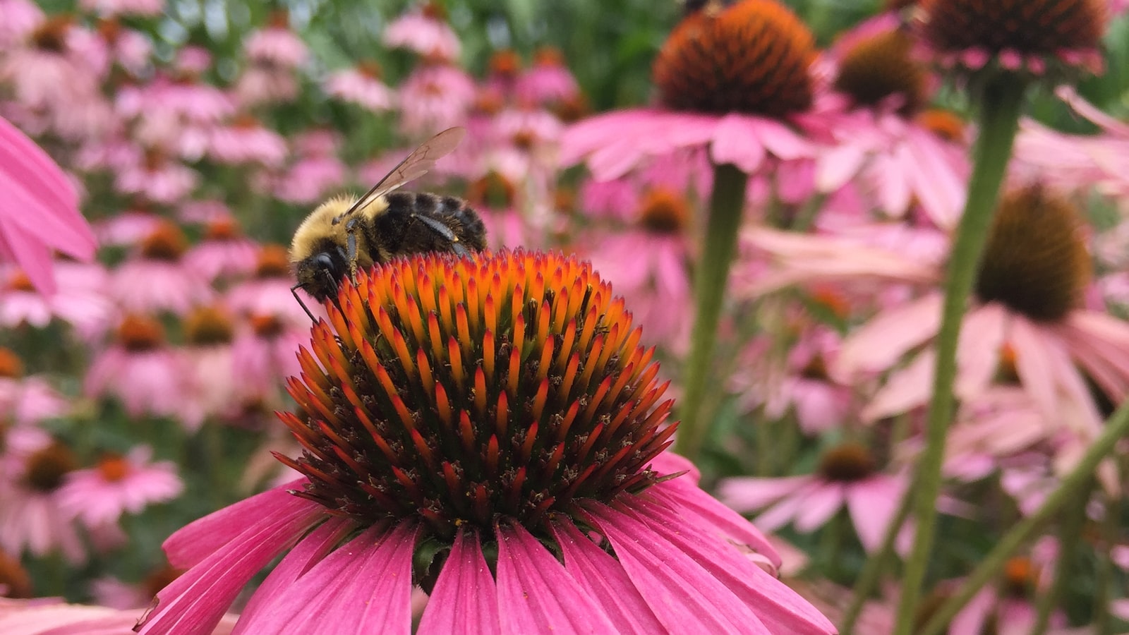 - Understanding the Behavior of Bees and their Relationship with Trees