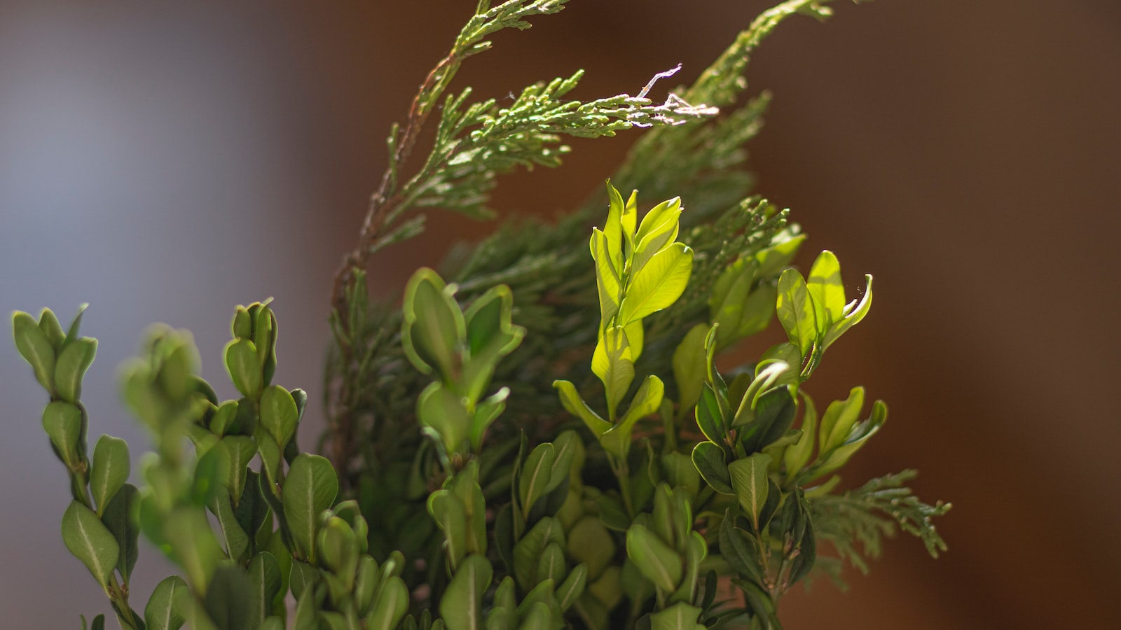 Enhancing Boxwoods: Choosing Complementary Plants