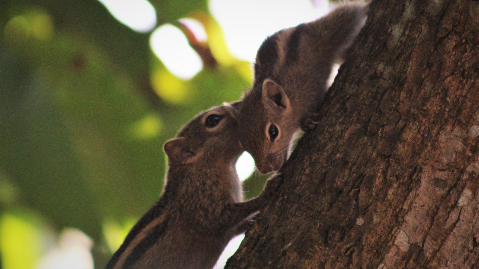 Debunking the Myth: Understanding Squirrels' Attraction to Roses