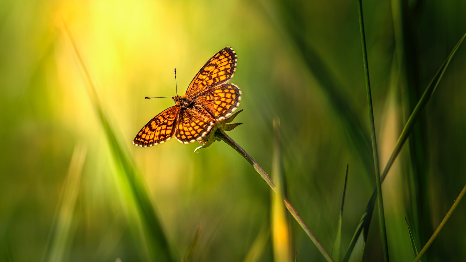 Butterflies and Roses: A Match Made in Garden ⁢Heaven