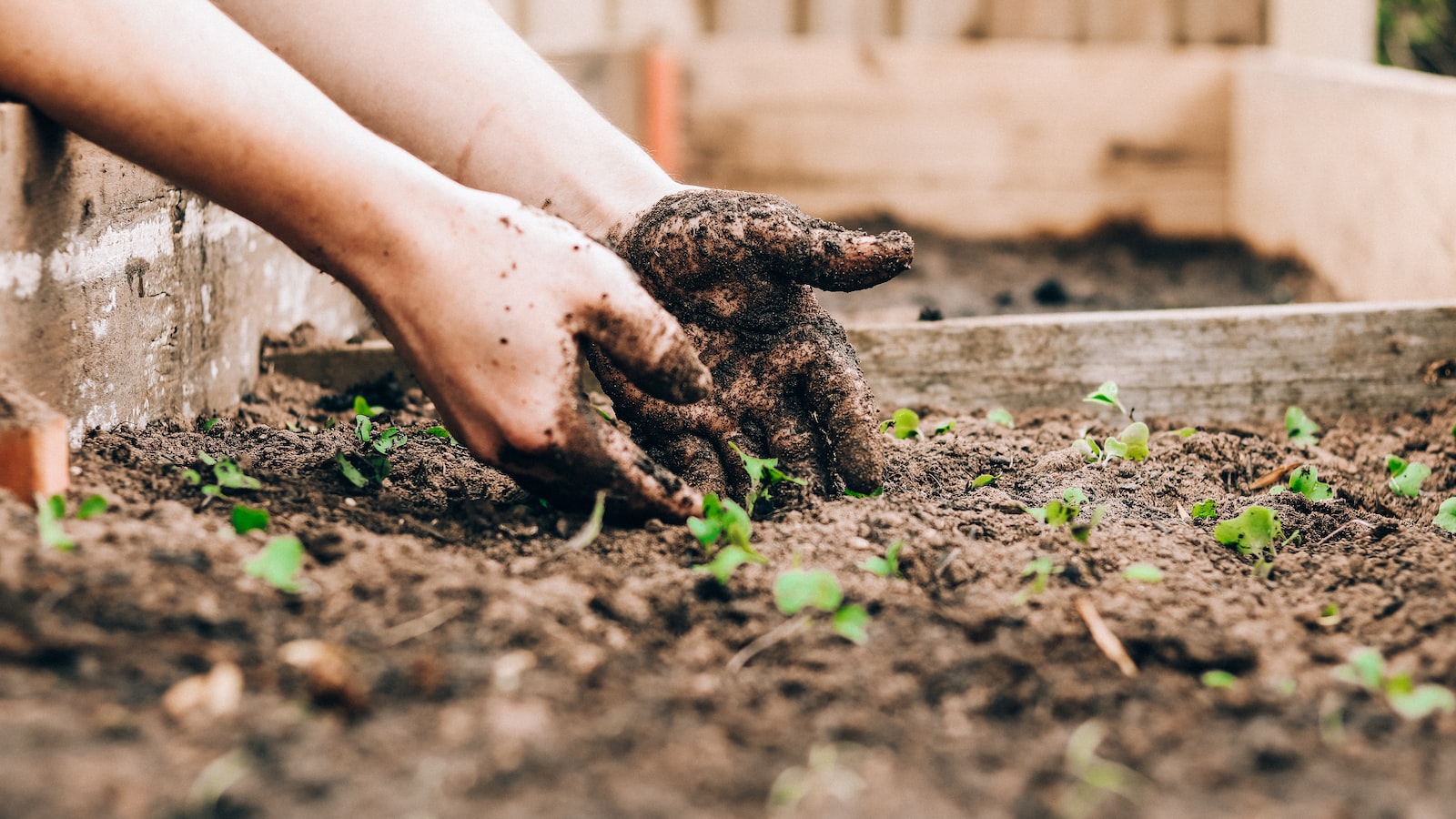 Top Recommendations for Planting in Sandy Soil: Drought-Tolerant Varieties that Flourish in Sandy Environments