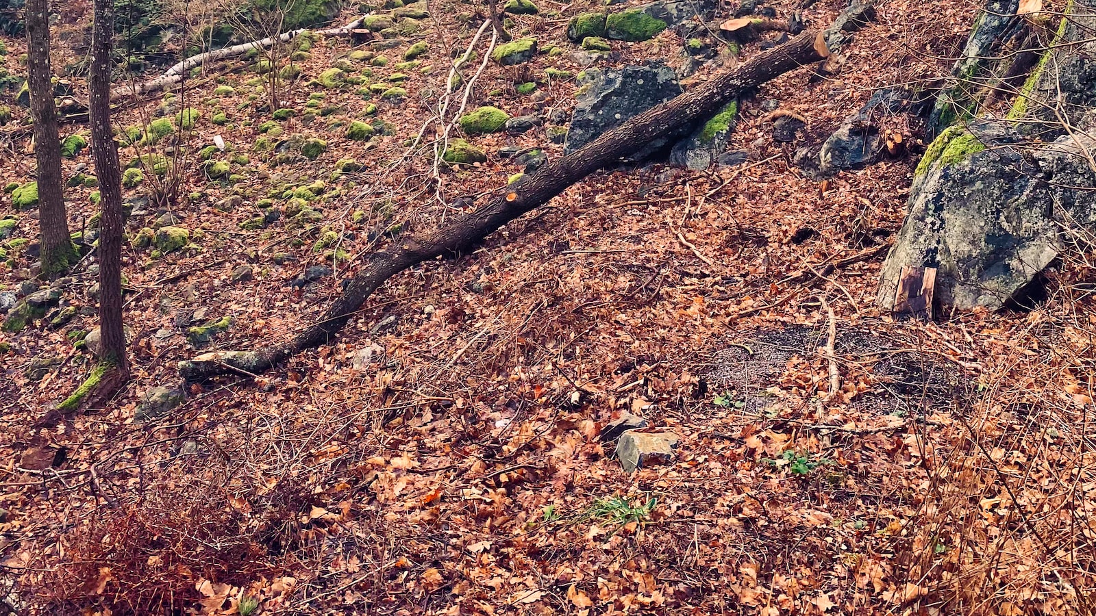 The Mysterious Phenomenon: When Does Honeydew Stop Falling from Trees?