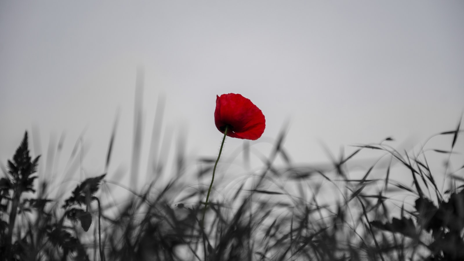 Exploring the Iconic Poppies: Symbolic Freedom in the Floral World