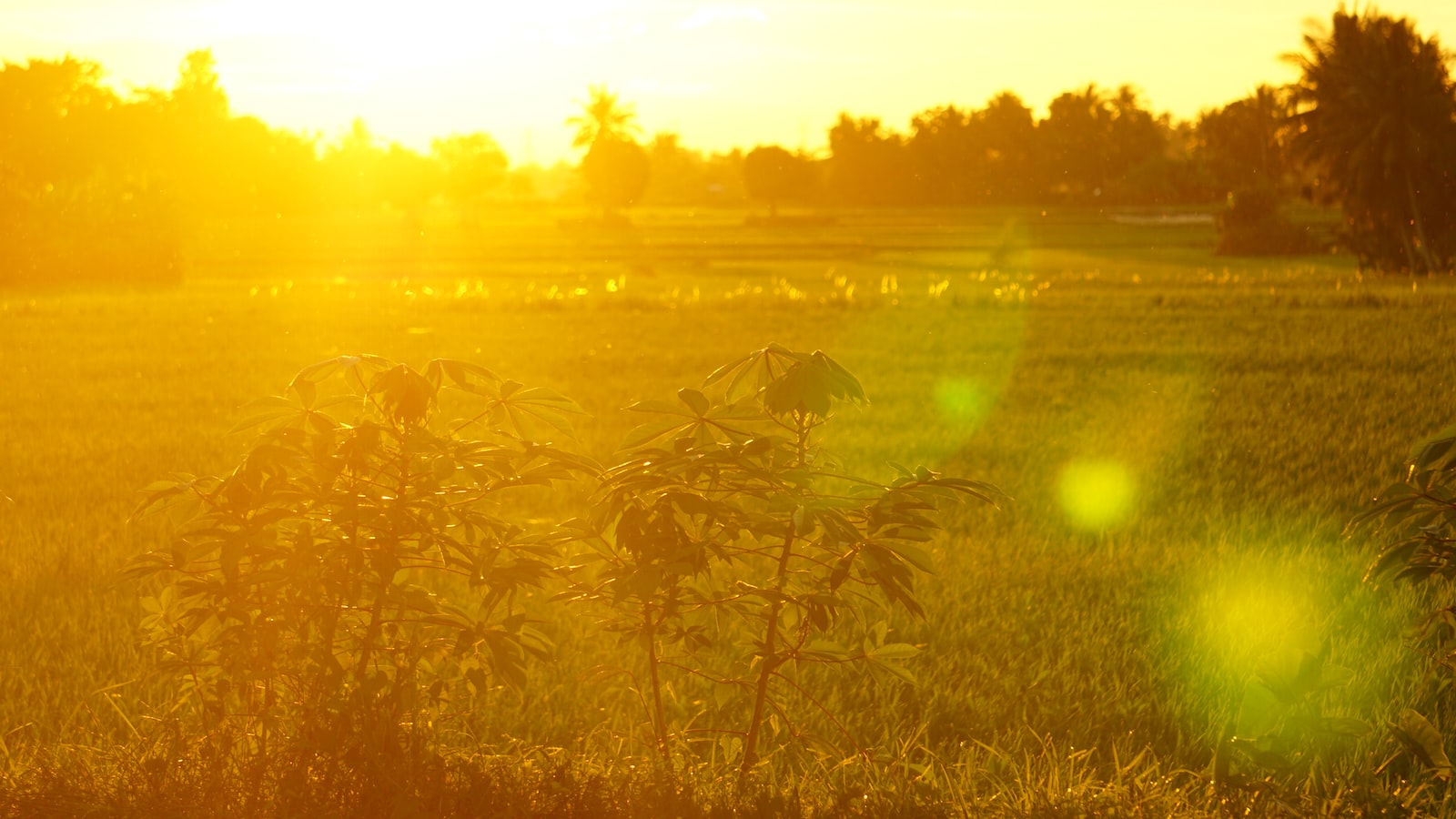 Best Practices for Planting Pumpkins in the Arizona Climate