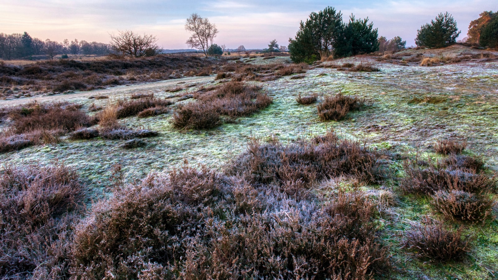 Choosing the Right Shrubs: Hardy Varieties That Thrive in Winter