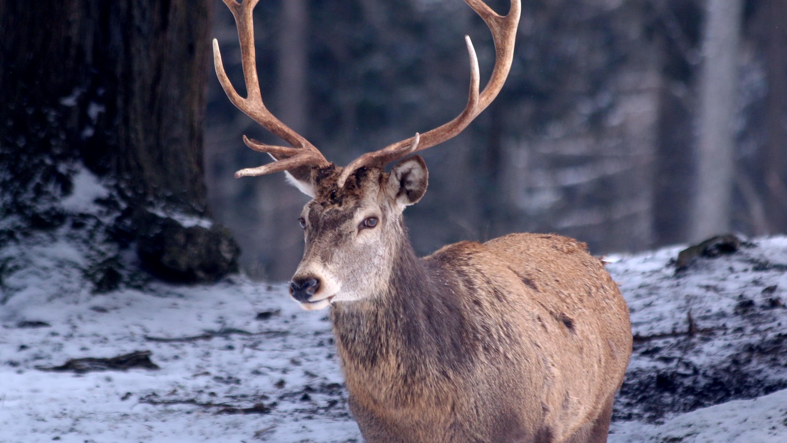 Promoting Coexistence: Balancing Deer's Dietary Habits with Your Wildflower Passion