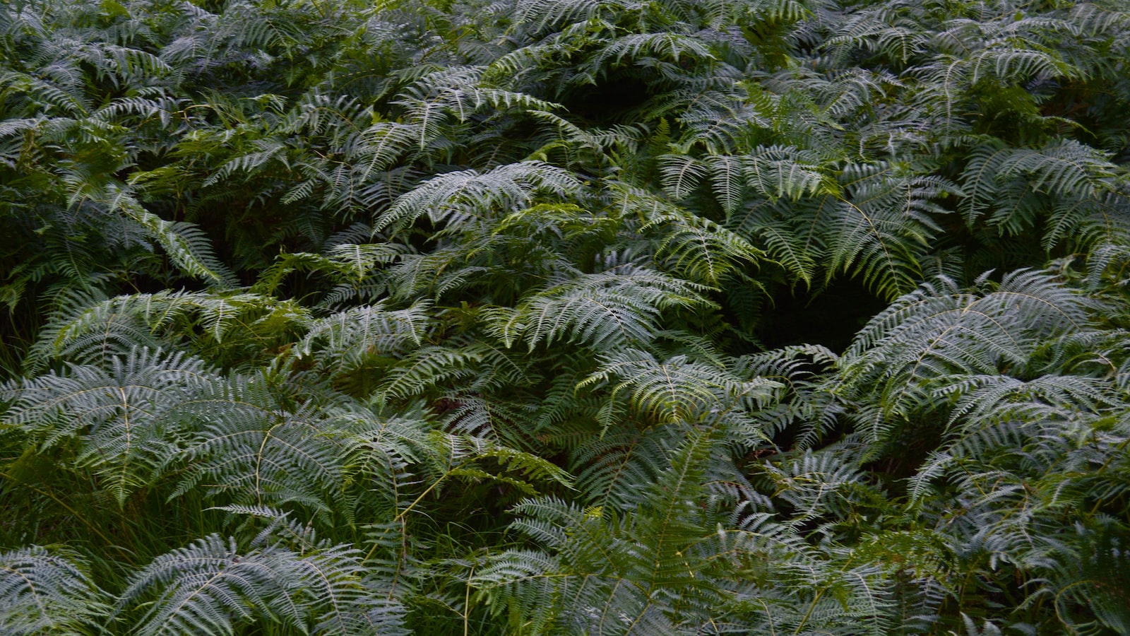 Protecting Ferns from Deer: Effective Strategies and Plant Alternatives