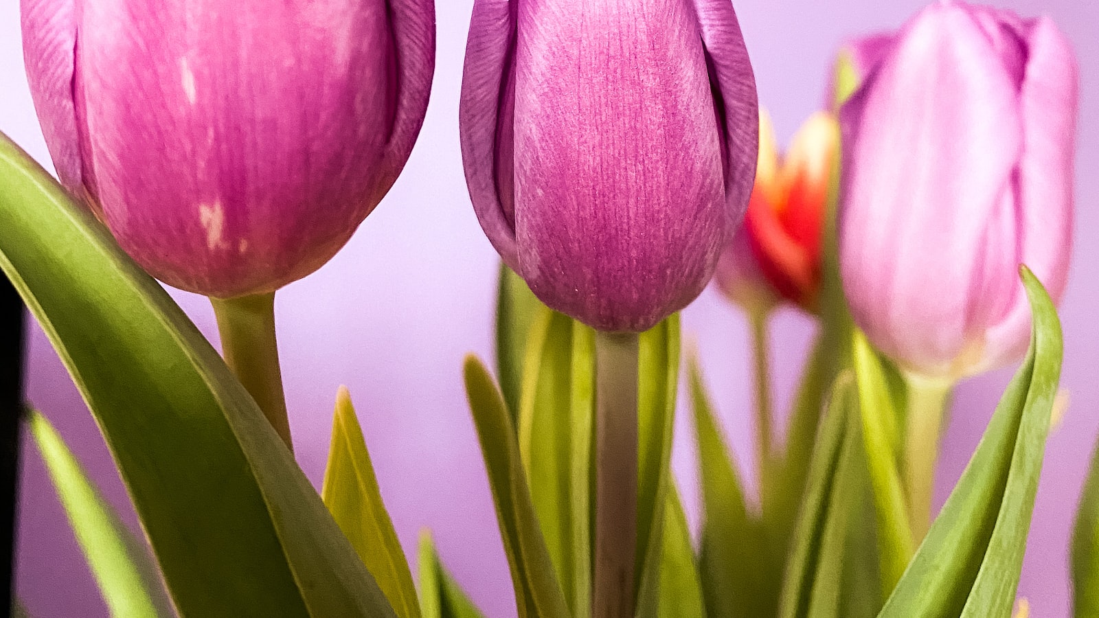 Planning for a Vibrant Spring: When to Plant Tulips in Nebraska