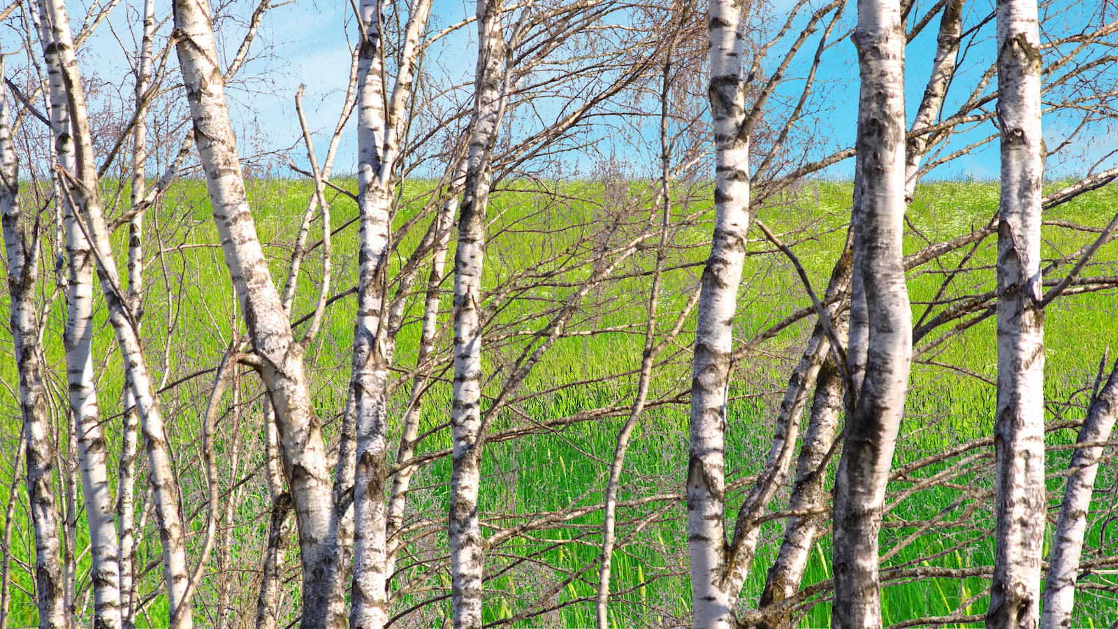 Essential Steps for Rescuing a Fading Birch Tree