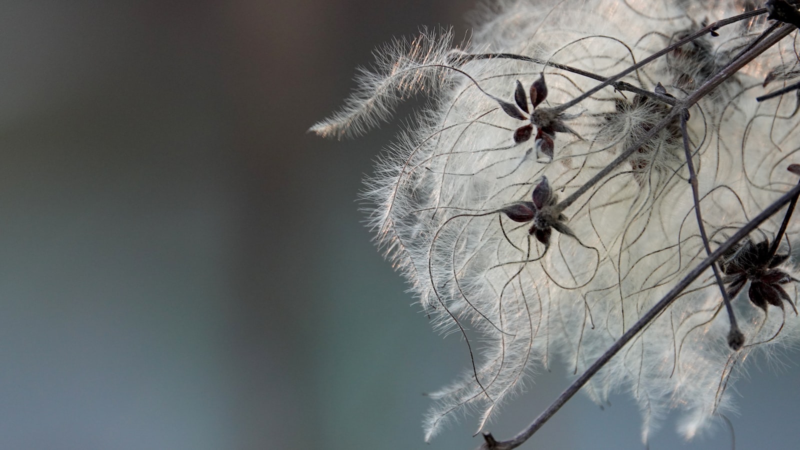 Understanding the Clematis Seed Collection Process