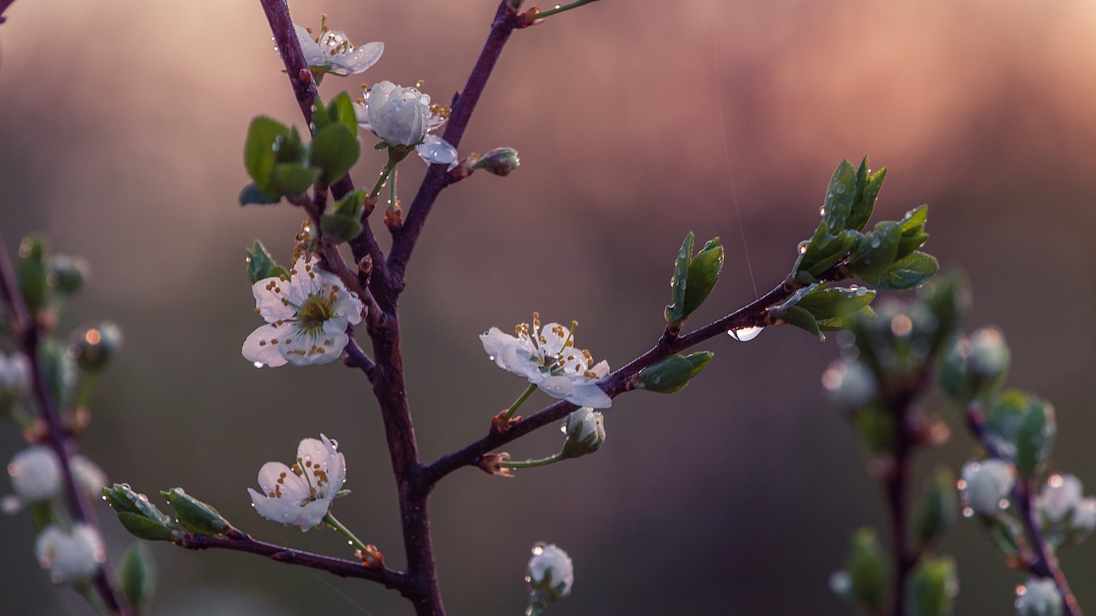 Welcoming ‍Fresh Starts: ​Understanding ⁣the Significance of Specific Flowers