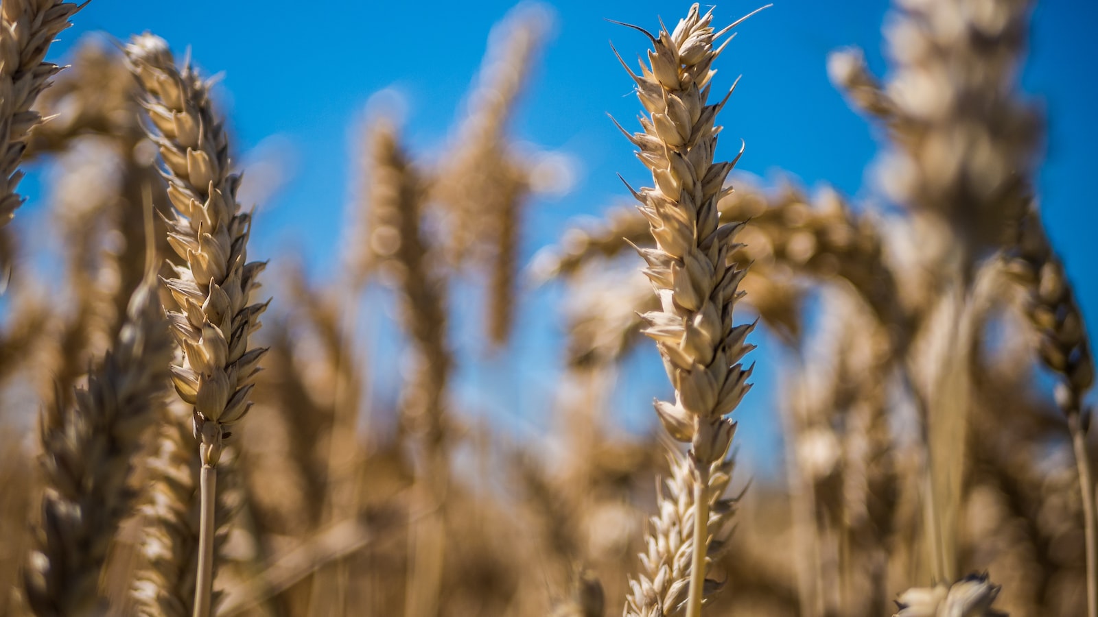 Strategic Harvesting Techniques: Maintaining Lemongrass Vitality for Long-term Growth