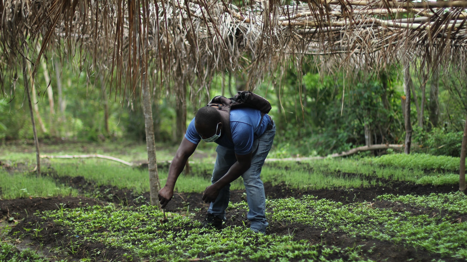 Planting ‍Hydroponic ⁢Plants in Soil: Exploring Possibilities ​and Limitations