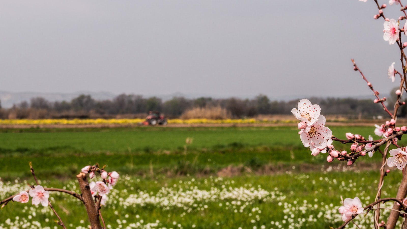 Tips for Cultivating Composite Flowers: Nurturing Both Ray and Disc Varieties