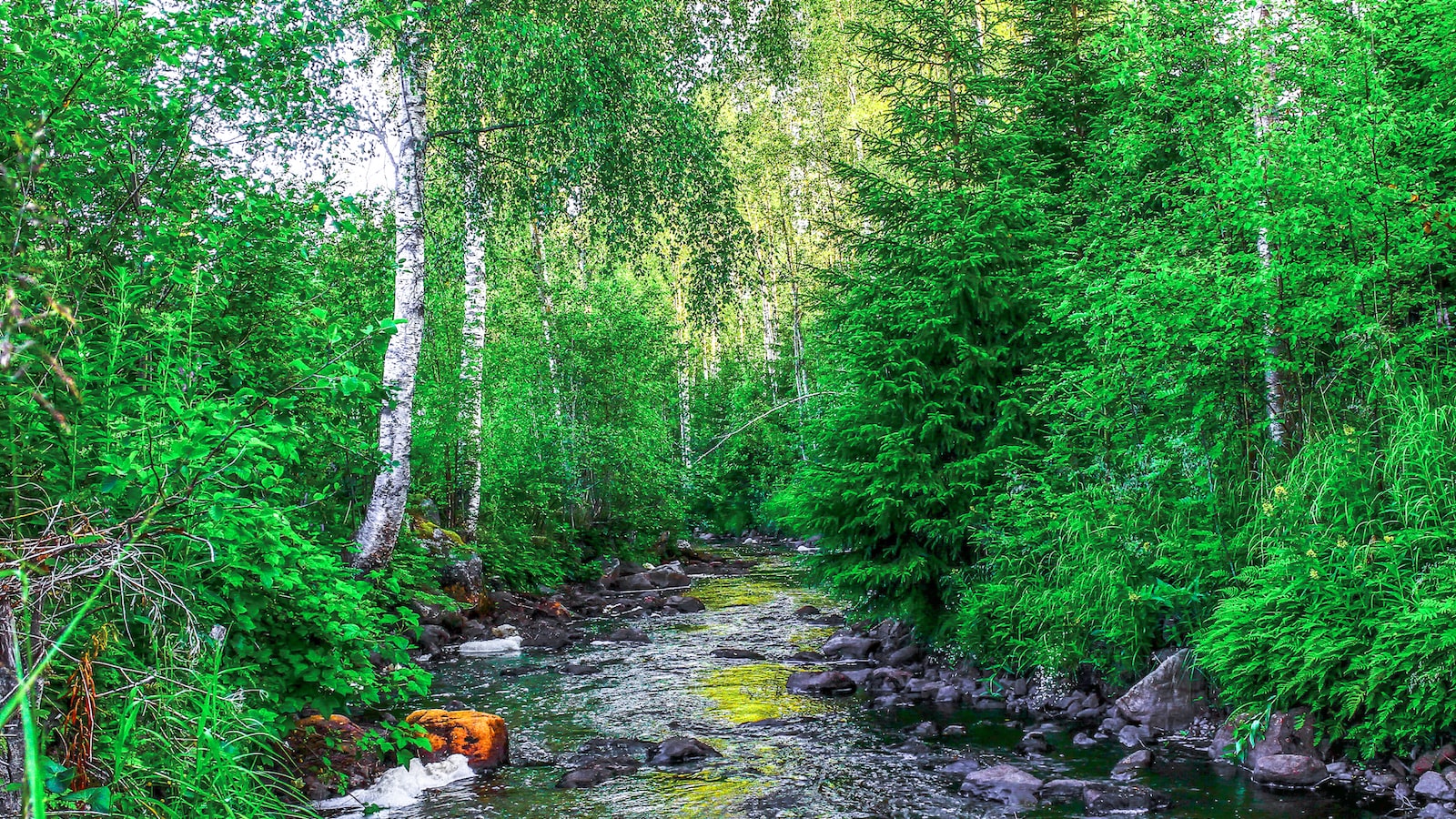 Embracing the Bends: Understanding the Reasons behind Birch Trees' Curvature