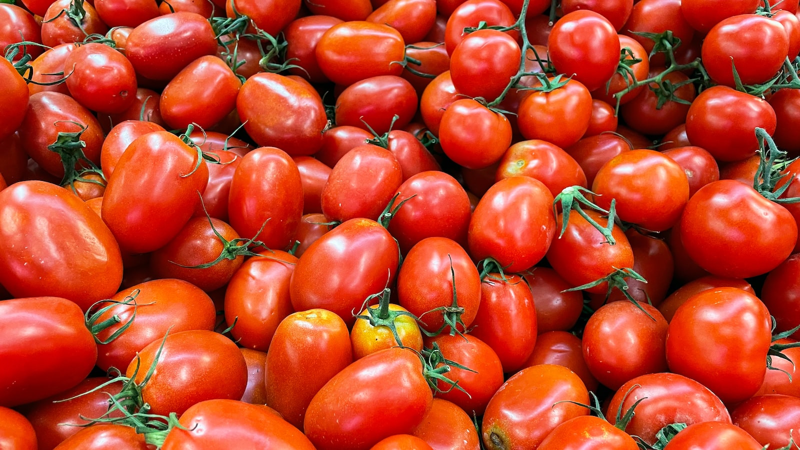 Best Practices to Maximize Tomato Crop Yield in Illinois